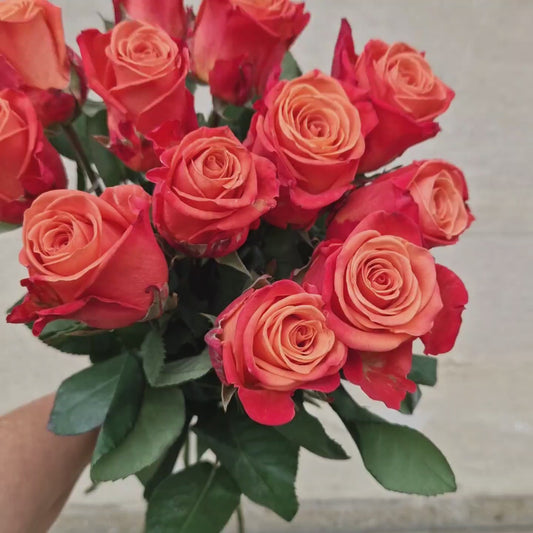 Orange Roses Gift